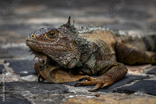 iguana  © Roberto J. Bolivar 