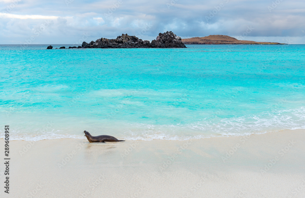 Fototapeta premium An alpha male Galapagos Sea lion (Zalophus wollebaeki) patrolling the beach of Gardner Bay on San Cristobal island, Galapagos Islands national park, Ecuador.