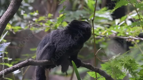 A Goeldi Monkey (Goeldi Monkey) looks around wary in Singapore zoo, it is on a branch, close shot. Forest ambient. photo