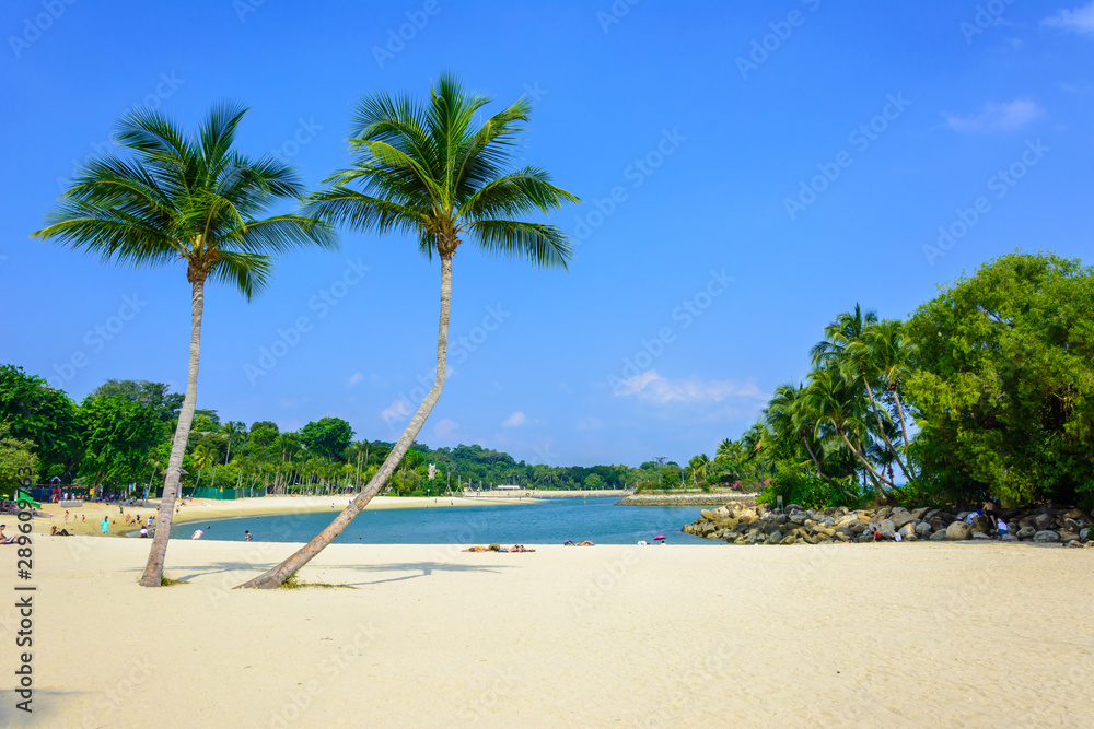 coconut palm trees on white sand beach in palawan sentosa island, singapore coconut palm trees on white sand beach in palawan sentosa island, singapore