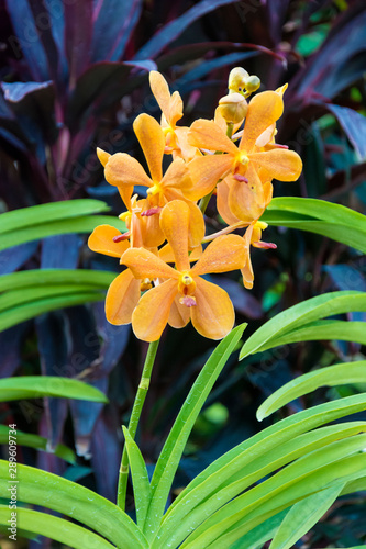 Yellow vanda orchid in the garden