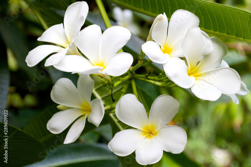 Plumeria flower or Frangipani flower white and yellow color on blurred background in garden. © Aonprom Photo