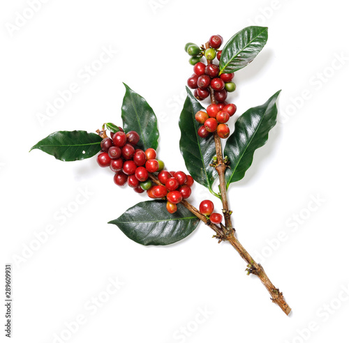 Fotografia Organic Coffee Beans with Coffee Leaves isolated on white background
