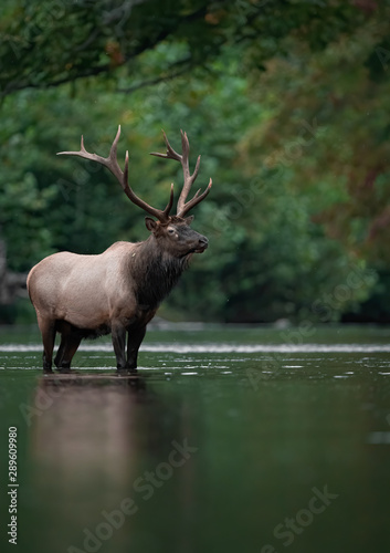 Bull Elk Crossing A Creek  © Harry Collins