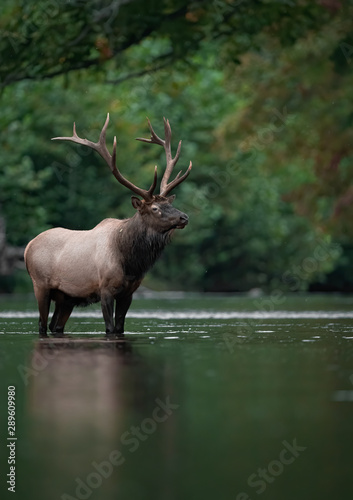 Bull Elk Crossing A Creek 