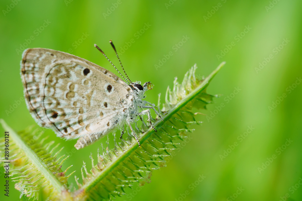 Obraz premium Beautiful small butterflies