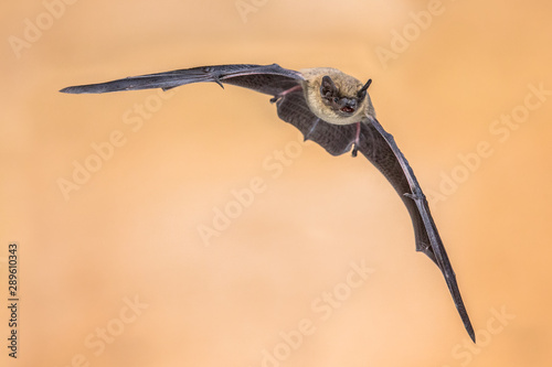 Flying Pipistrelle bat on brown background