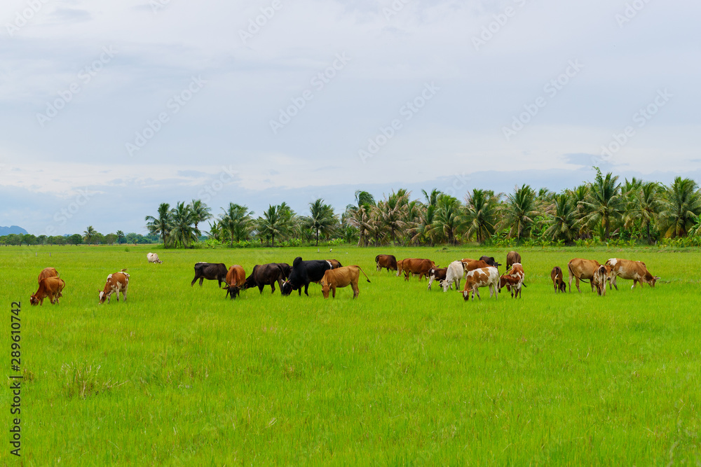 Cows grazing in green meadow. Cows in beautiful rice fields in summer Cows grazing in green meadow. Cows in beautiful rice fields in summer
