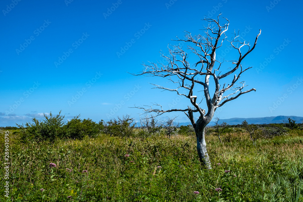 Barren Tree Near Western Brook Pond Fjord in Gros Morne National Park Newfoundland Barren Tree Near Western Brook Pond Fjord in Gros Morne National Park Newfoundland