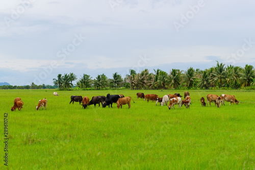 Cows grazing in green meadow. Cows in beautiful rice fields in summer