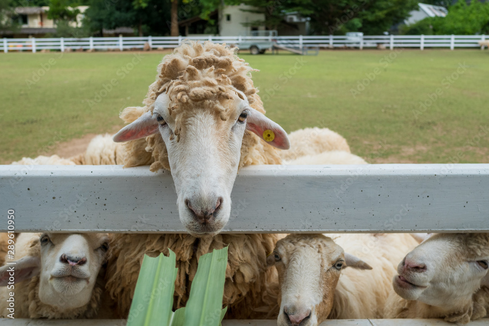Fototapeta premium Sheep close up portrait white and brown of cute friendly feeding in farm chewing glass. Sheep at farm