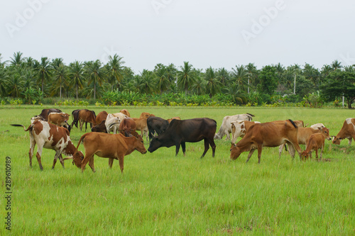 Cows grazing in green meadow. Cows in beautiful rice fields  in summer