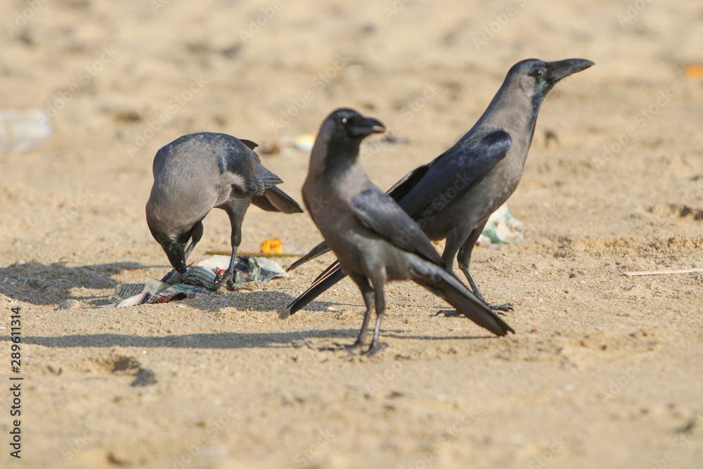 Obraz premium Crow eating fish food on beach