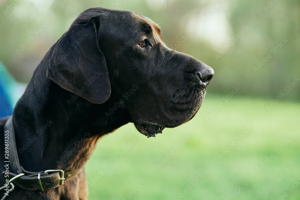 portrait of a dog