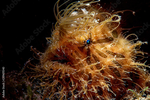 Hairy frogfish portrait