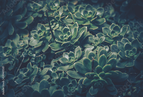 Close up of succulent plants  vintage style. © joeycheung