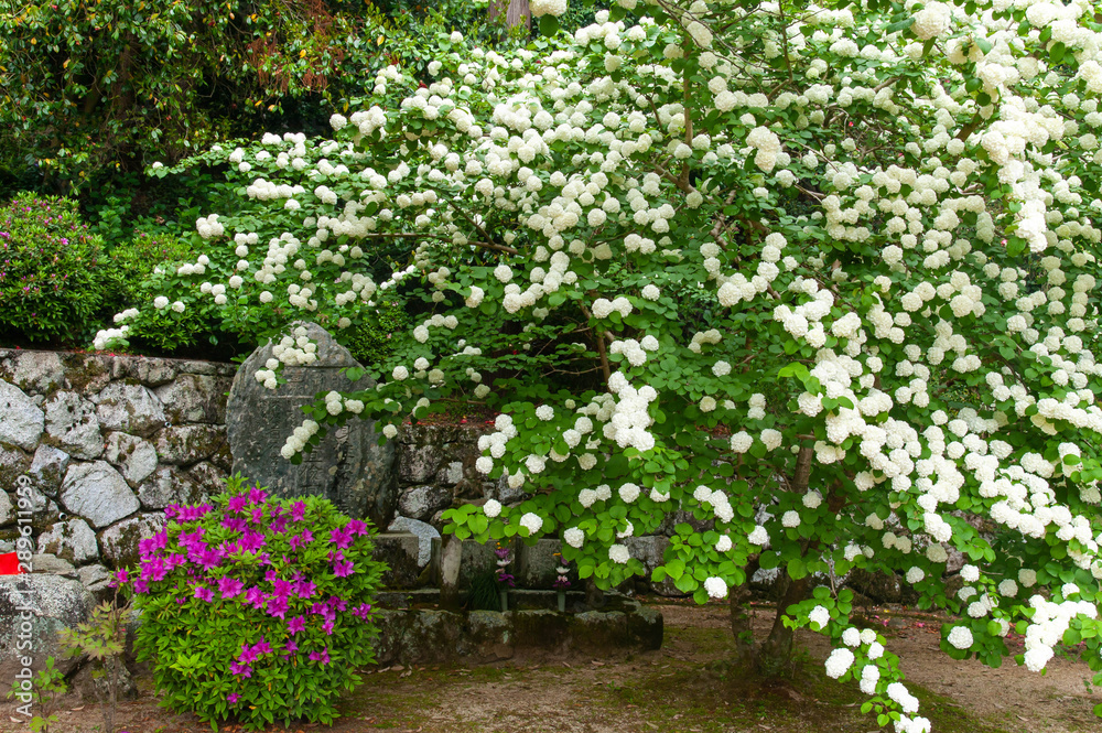 広範囲に広がった白い花とツツジ