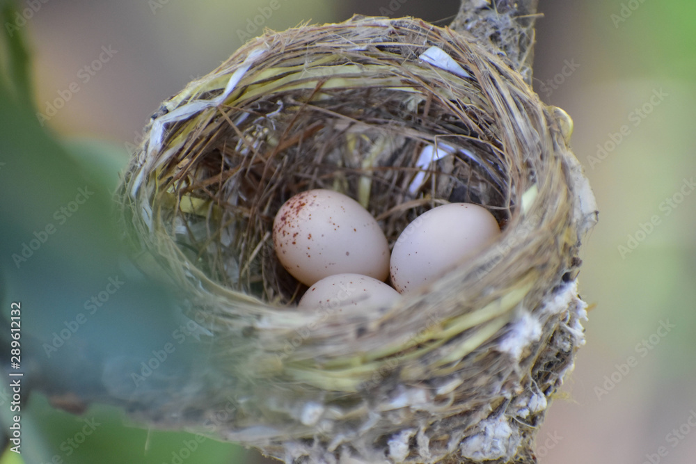 Obraz premium Bird Nest Eggs