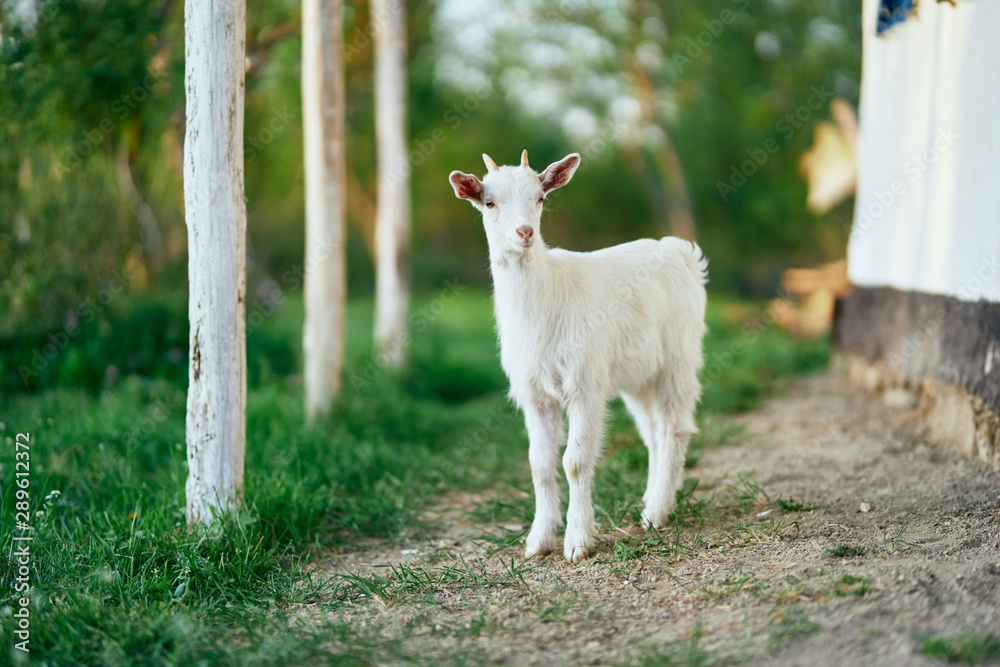 Obraz premium goat on green grass