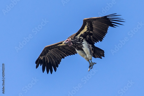 African Lappet faced vulture in flight