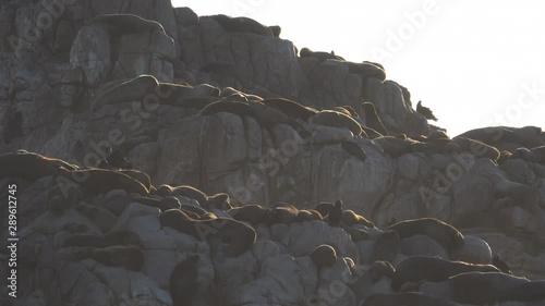 South American sea lion colony on rocky islet in Cobequecura, Chile photo