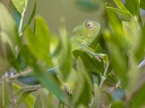 African chameleon in natural tree habitat