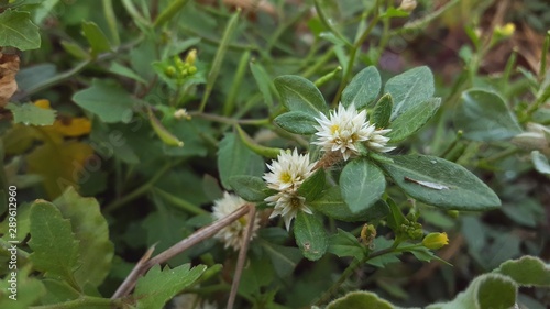 Alternanthera philoxeroides, commonly referred to as alligator weed