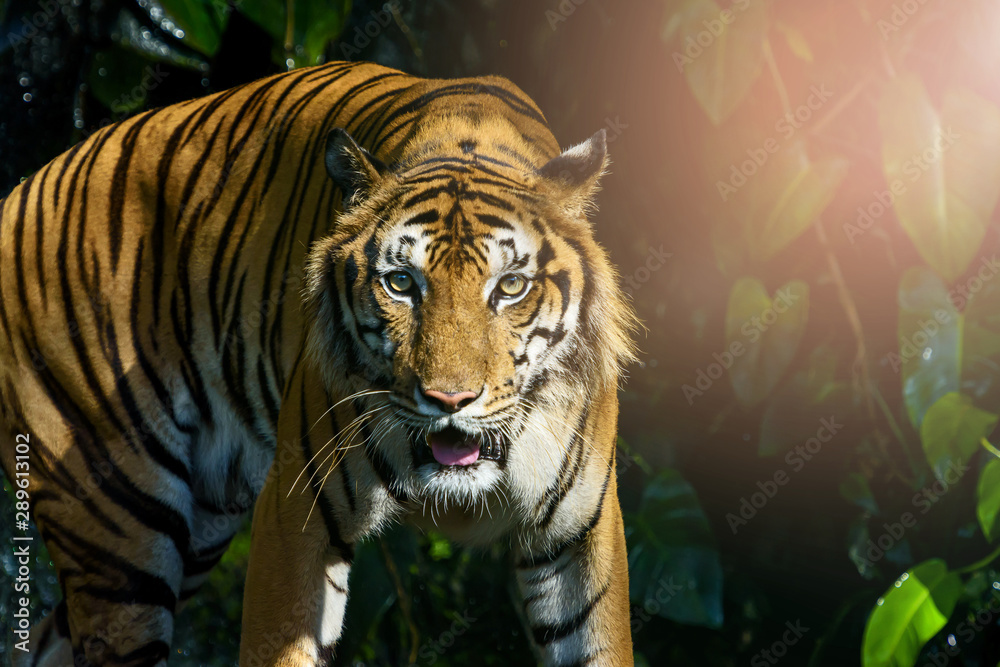 Naklejka premium Photos of tiger naturally.