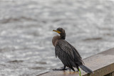 The double-crested cormorant (Phalacrocorax auritus) on the harbor