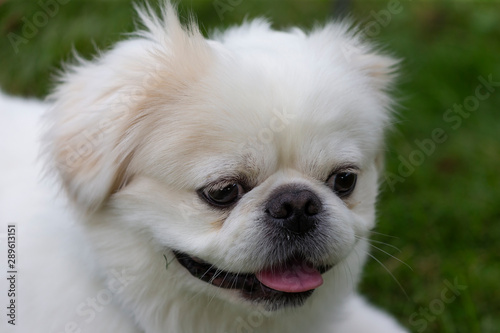 Small white Pekinese on the meadow