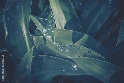 Green leaf with water drop for background texture