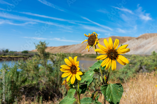 View of Green River in Utah Dinosaur National Monument Park with closeup of yellow sunflower plant with colorful flowers during summer day