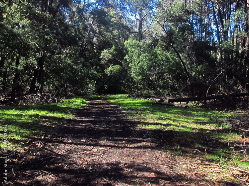 footpath of Federico Albert's natural reserve park in Chili. footpath of Federico Albert's natural reserve park in Chili.