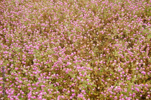 Thousand-day landscape of red flowers