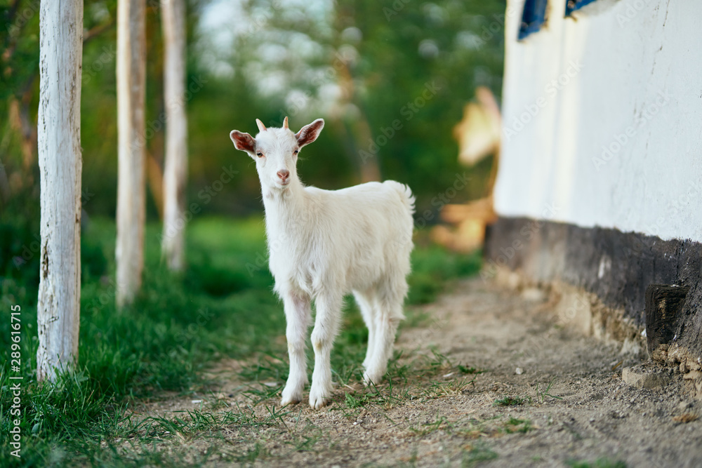 Fototapeta premium white goat on green grass