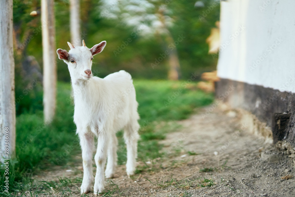 Fototapeta premium goat on the farm
