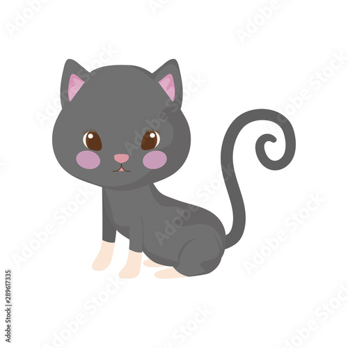 cute black cat on white background