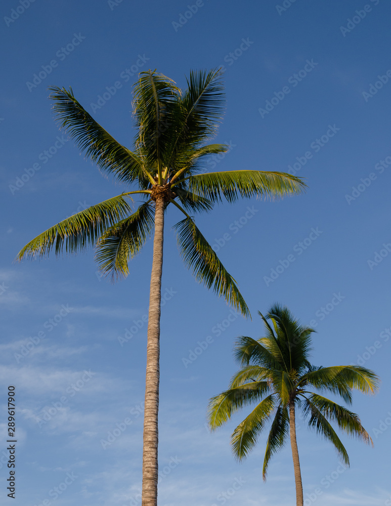 Two palm trees against a blue sky