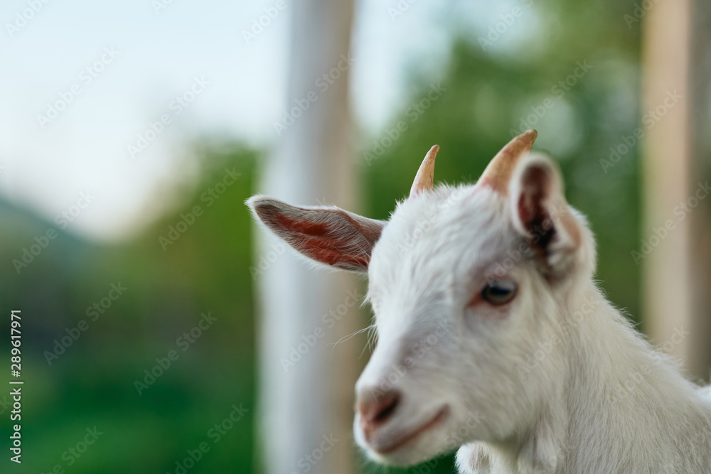 portrait of a goat portrait of a goat