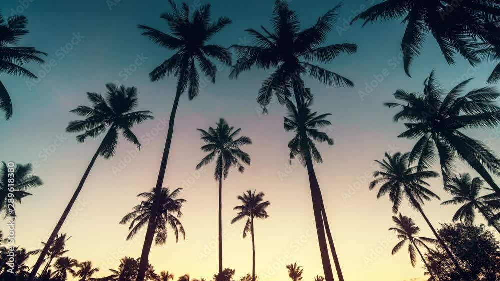 Palm trees on a colourful sunrise background. 4k time lapse Palm trees on a colourful sunrise background. 4k time lapse