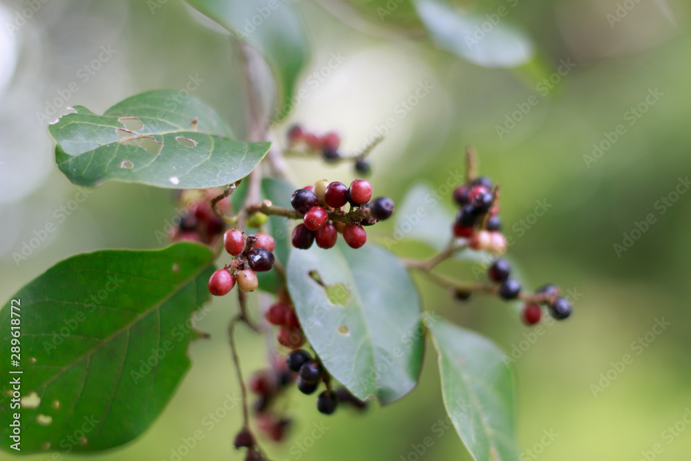 Antidesma thwaitesianum on tree Antidesma thwaitesianum on tree