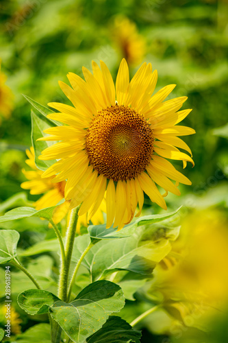 sunflower in field