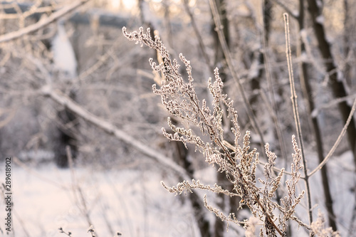 Dry grass in winter forest covered with hoarfrost close up © Talulla