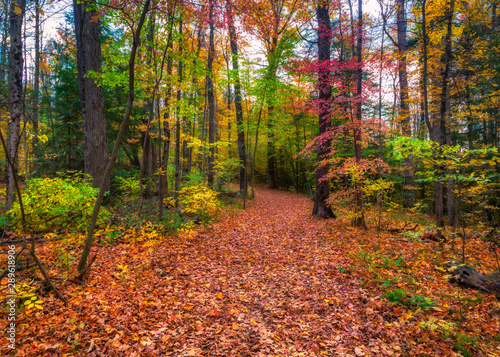 Autumn leaves strewn on a path in late fall in a forest