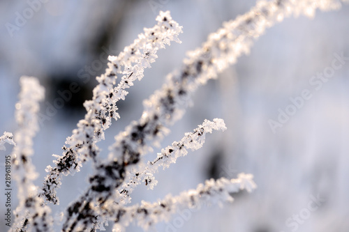 Dry grass in winter forest covered with hoarfrost close up © Talulla