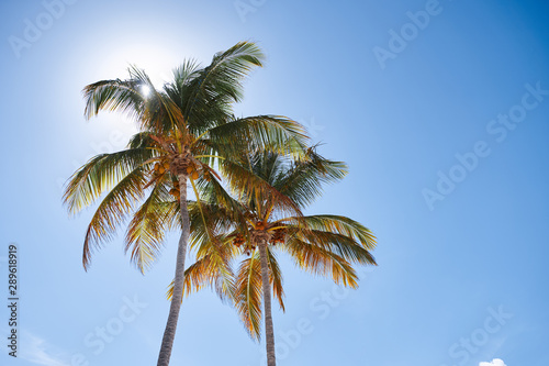 palm tree and blue sky © SHOTPRIME STUDIO