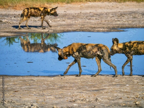 Photography Three African Wild Dogs (Latin - Lycaon pictus) at a water hole in Botswana