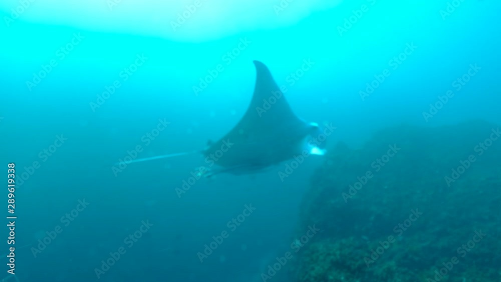 Swimming with large wild manta ray in pacific ocean log footage Swimming with large wild manta ray in pacific ocean log footage