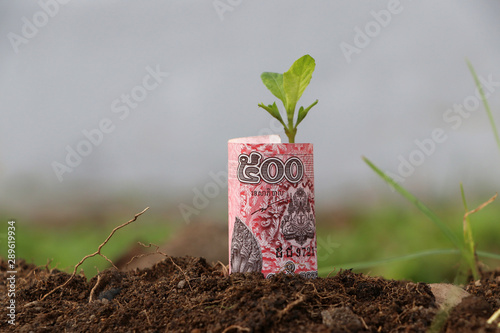 Rolled banknote money five hundred Cambodian Riel and young plant grow up from the soil.