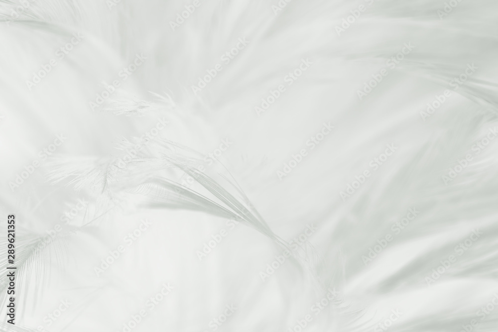 Beautiful white feather pattern texture background Beautiful white feather pattern texture background